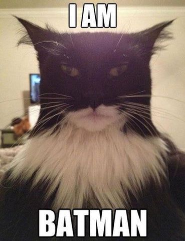 Meme Chat, Animal Humour, I Am Batman, Funny Animal Jokes, Funny Cat Memes, Funny Cat Pictures, Funny Animal Memes, Animal Jokes, Funny Cute Cats