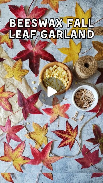 Deanna Talerico | Homestead and Chill on Instagram: "🍂 How to make a natural fall beeswax leaf garland 👇🏼 They look gorgeous strung across a sunny window, fireplace mantle, or along a staircase bannister. You can also use waxed leaves on wreaths, or create a tapestry/mobile/wall hanging with rows of leaves strung from a horizontal stick.
.
SUPPLIES:
.
🍁 Leaves – use fallen, flat, colorful leaves that are not yet curling or getting crispy.
🐝 Beeswax (or vegan alternative). The amount depends on your pot and how many leaves you’re dipping. Use enough to create a shallow pool (1/4 to 1/2-inch) of wax in the bottom of the pot once melted. You can always melt more!
🕯 A double boiler (create a makeshift double boiler by nestling a pan, pot or glass bowl inside/on top of a slightly larger p Beeswax Leaf Garland, Waxed Leaves, Staircase Bannister, Shallow Pool, Window Fireplace, Fall Leaf Garland, Sunny Window, Vegan Alternatives, Double Boiler