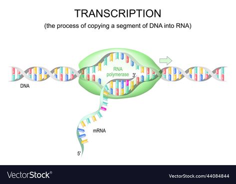 Dna To Rna, Vishu Images, Rna Polymerase, Dna Replication, Transcription, High Res, Png Images, Adobe Illustrator, Vector Free