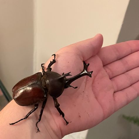 Bug Pfp, Bugs Aesthetics, Pet Beetle, Bug Enclosure, Bug Reference Photos, Bugs Cute Aesthetic, Beatle Bug, Beetle Aesthetic, Zeno Zoldyck