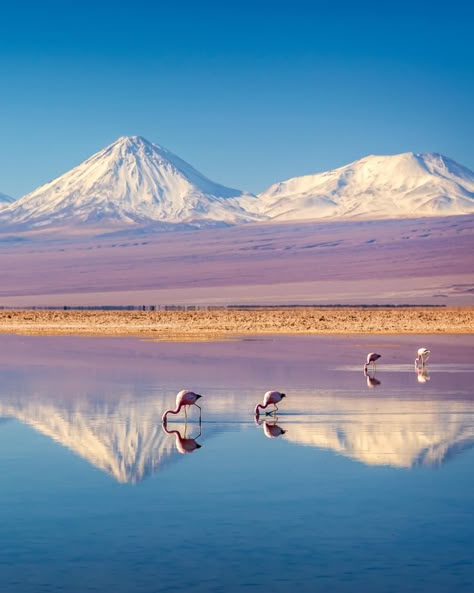 Atacama Desert Chile, National Geographic Photography, Atacama Desert, Colorful Mountains, Cruise Destinations, Ushuaia, South America Travel, Photography Beautiful, Rent A Car