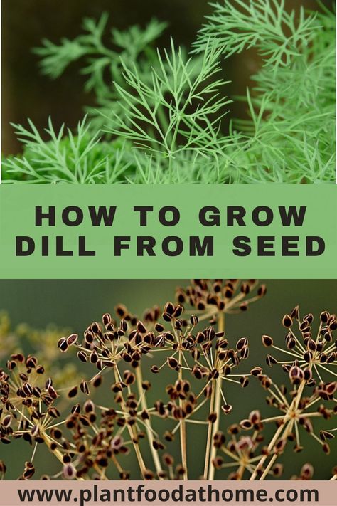 Harvest Dill Seeds, Growing Dill From Seed, Harvesting Dill, Harvest Dill, Planting Dill, Growing Dill, Grow Dill, When To Plant Garlic, Garden Scapes