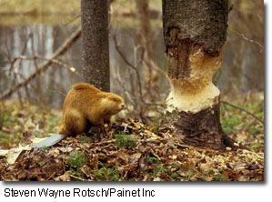 Canadian Beaver, Beaver Dam, Park Trails, Animal Totems, Glacier National Park, Nature Images, Land Art, Unique Animals, Wildlife Art