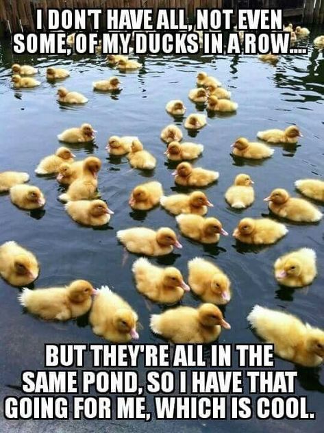 35 Duck Memes That Will Make You Quack All Day Ducks In A Row, Baby Ducks, Swans, The Farm, Bones Funny, Beautiful Birds, Animal Kingdom, Ducks, Baby Animals