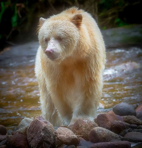 Touching Spirit Bear, Kermode Bear, Bear Spirit Animal, Shiloh Shepherd, Animal Collective, Wild Animals Photography, Wolf Hybrid, Spirit Bear, Jesus And Mary Pictures