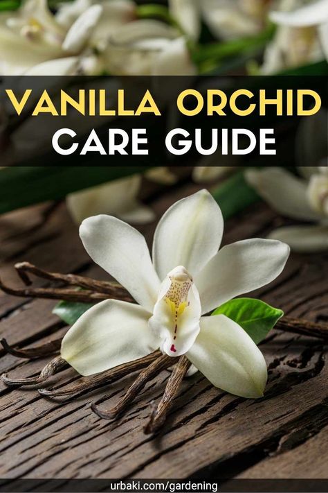 True vanilla has a fragrance and taste unmatched by cheaper extracts and is the product of a fruit or orchid pod. There are 100 species of vanilla orchids, a vine that can reach 91 meters in length. Vanilla planifola is the scientific name for this perfume that originated in Mexico. Caring for the vanilla orchid is very specific and each requirement must be met exactly for the vine to bear fruit While it's challenging to get this plant to flower and produce the seeds that vanilla is harvested... Vanilla Orchid Plant, Vanilla Flower Photography, Botanical Greenhouse, Vanilla Flower, Ground Orchids, Flower Tips, Vanilla Plant, Orchid Fertilizer, Orchid Plant Care