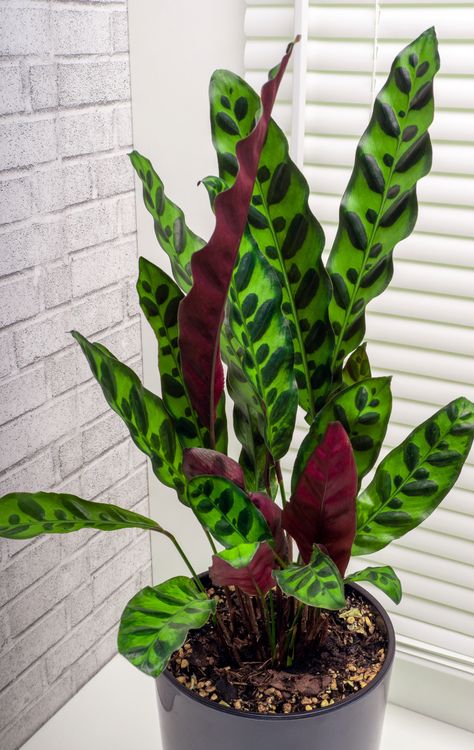 Introducing the Rattlesnake Calathea live plant – a stunning blend of beauty and intrigue. With its striking patterned leaves, it adds a touch of tropical charm to your space. Elevate your décor with this captivating botanical wonder and let your home flourish with style. Rattlesnake Calathea, Calathea Rattlesnake, Rattlesnake Plant, Perennial Garden Plans, Room Plants, Plant Goals, Prayer Plant, Garden Plans, Perennial Garden