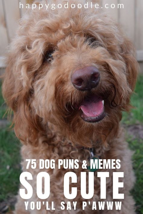 Cute dog puns? Wholesome dog humor? Clean dog memes? H*ck yeah! You’ve found the home of happy humor at Happy-Go-Doodle. Take a break and tickle your funny (dog) bone with these 75 dog puns, memes, and messages. Then get helpful tips for creating your own funny messages. #dogmemes #doghumor #dogpuns #goldendoodle #happygodoodle Dog Hair Quotes Funny, Funny Dog Puns, Dog Puns Captions, Goldendoodle Funny, Pet Puns, Travel Puns, Dog Fundraiser, Dog Hello, Dog Mom Humor