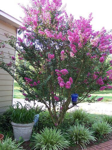 Garden flowers spill ~ would be great for the left side of the front yard! Description from pinterest.com. I searched for this on bing.com/images Foundation Trees, Layered Landscaping, Small Flowering Trees, Crepe Myrtles, Do It Yourself Decoration, Garden Escape, Garden Boxes Diy, Florida Landscaping, Myrtle Tree