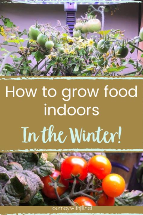 Grow Food Indoors, Growing Vegetables Indoors, Growing Food Indoors, Indoor Vegetables, Tattoo Plant, Inside Garden, Indoor Greenhouse, Grow Food, Indoor Vegetable Gardening