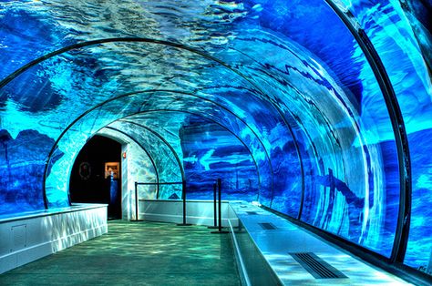 Polar Bear and Seal Underwater Tunnel, Detroit Zoo, Michigan - I'm always here it seems. Best Friend Bucket List, Detroit Zoo, Mountain Vacation, New Architecture, Tennessee Vacation, 5 De Mayo, The Mitten, The Great Lakes, Motor City