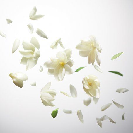 Mon Guerlain - Sambac jasmine Sewing Photography, Vegan Perfume, Fragrance Ingredients, Jasmine Flower, Light Background Images, Beautiful Backgrounds, Makeup Designs, Growing Flowers, The Culture