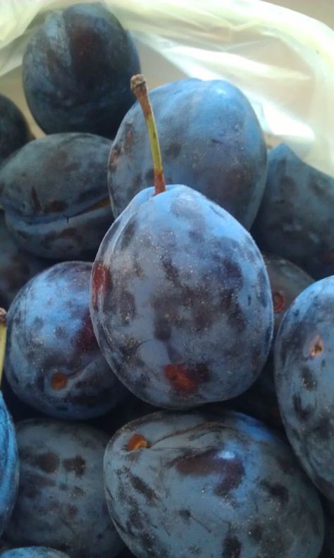 Damson plum fruit - How to grow Damson plum plant, http://www.growplants.org/growing/damson-plum Plum Plant, How To Grow Cherries, Damson Plum, Prune Fruit, Blue Jam, Plum Recipes, Apricot Tree, Cherry Plum, Growing Trees