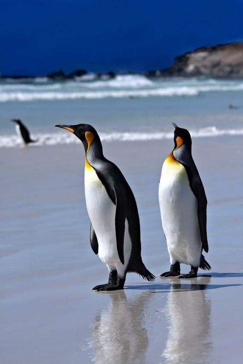 Penguin Pictures, King Penguin, Animals Amazing, Most Beautiful Birds, Cute Penguins, Life Pictures, Cute Little Animals, Beautiful Roses, Sea Creatures