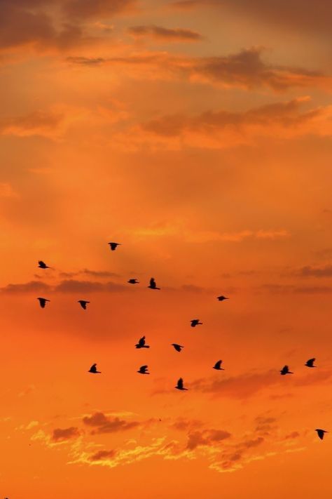 Burnt Orange Aesthetic, Flock Of Birds Flying, Summer Phone Wallpapers, Orange Pictures, Tote Bag Ideas, Quiet Photos, Orange Icons:), Flock Of Birds, Pale Orange