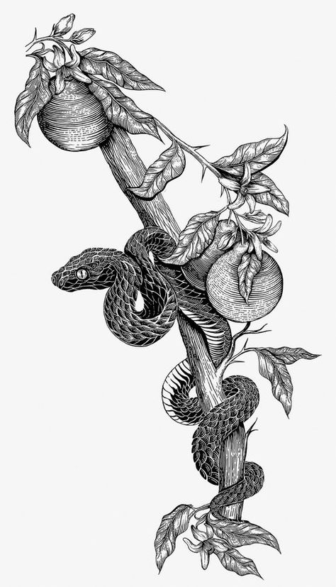 Serpent with forbidden fruit #snake #serpent #reptile #fruit #citrus #apple #botanical #nature #illustration Snake Botanical Illustration, Forbidden Apple Tattoo, Garden Of Eden Snake Tattoo, Snake And Apple Tattoo Forbidden Fruit, Snake And Fruit Tattoo, Snake On Branch Tattoo, Botanical Snake Tattoo, Snake Apple Tattoos, Snake And Apple Tattoo