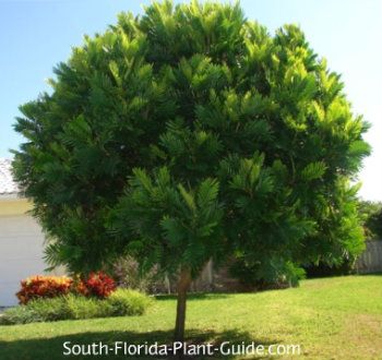 Japanese Fern Tree The small size - 20 or 25 feet - makes the fern tree a good choice for a small front yard for house or mobile home. Or it can be used in conjunction with other plantings, because the foliage has a unique tropical look. This small shade tree is evergreen and prefers full to part sun. It can get 20 to 25 feet but that takes quite a while, since it's is a slow to moderate grower. Small Trees For Landscaping, Japanese Fern, Blueberry Tree, Statement Plants, Fern Tree, Florida Trees, Trees For Front Yard, Bush Garden, Small Yard Landscaping