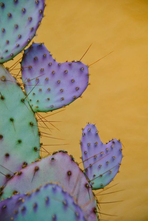 Photo Kaktus Dan Sukulen, Heart In Nature, Cactus Planta, Agaves, Cactus Y Suculentas, Cactus Garden, Cactus Flower, Purple And Green, Cactus And Succulents