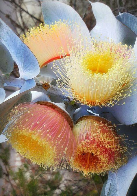 Native Flowers Australia, Australia Native Flowers, Eucalyptus Macrocarpa, Gum Flowers, Native Australian Flowers, Australia Flowers, Australian Nature, Flowering Gum, Flowers Australia