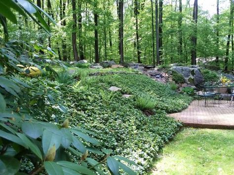 Steep Hill Landscaping, Steep Hillside Landscaping, Mid Century Modern Landscaping, Yard Drain, How To Landscape, Sloped Backyard Landscaping, Commercial Landscape Design, Perennial Ground Cover, Landscaping A Slope