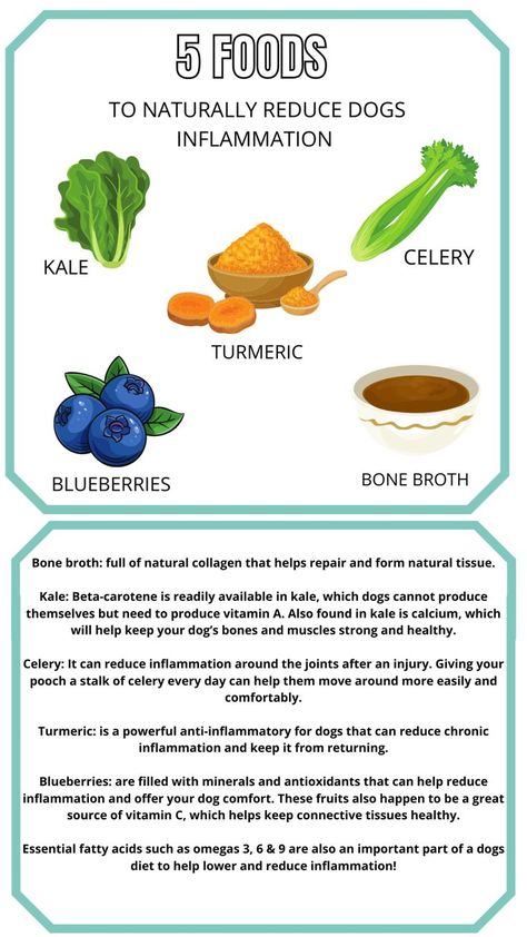 Immune Boosting Foods For Dogs, Anti Inflammation Diet For Dogs, Anti Inflammation For Dogs, Anti Inflammation Dog Food Recipes, Diy Dog Food For Skin Allergies, Raw Dog Food Diet, Dog Skin Care, Diy Dog Food, Make Dog Food