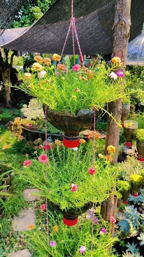 Moss Rose👨🏼‍🌾🌱 #seedconnect #gardening #gardeningtips Nhat Co, Garden Ideas With Plastic Bottles, Diy Garden Decor Projects, Creative Garden Decor, Moss Rose, Flower Baskets, Front Yard Garden Design, Hanging Flower Baskets, Garden Decor Projects