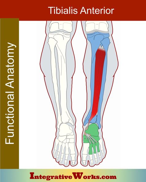 Tibialis Posterior - Functional Anatomy - Integrative Works Tibialis Posterior, Functional Anatomy, Lower Leg Pain, Energy Boosting Smoothies, Guided Relaxation, Turmeric Supplement, Lower Body Muscles, Achilles Tendon, Lower Extremity