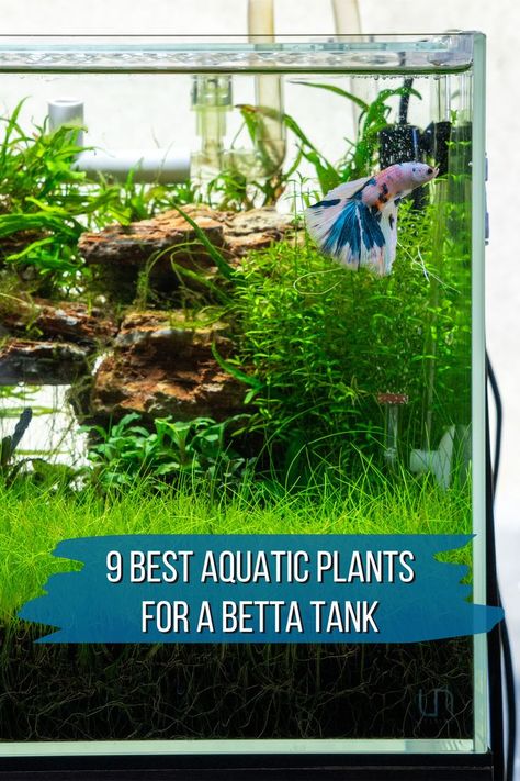 Betta fish in planted fish tank Ground Plants, Planted Betta Tank, Small Water Gardens, Fish Tank Themes, Fish Tank Terrarium, Fish Tank Design, Betta Aquarium, Betta Fish Care, Fresh Water Fish Tank