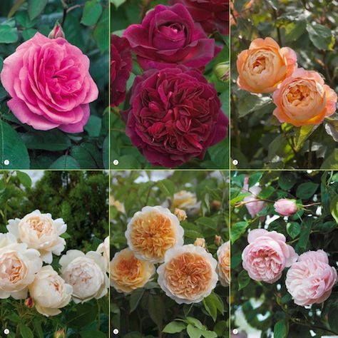 Which are the most fragrant roses on earth? Read our guide to a heavenly scented garden... - The Perfume Society Most Fragrant Roses, Moonlight Romantica Rose, Earth Angel Rose, Breakfast Patio, Decorating With House Plants, Flower Shrubs, Heavenly Perfume, Standard Roses, Vegetable Garden Beds