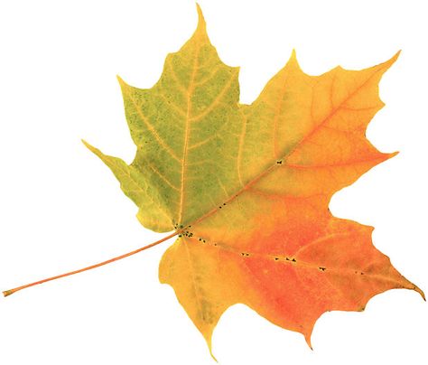 .hojas de maple, Maple Leaf Images, Leaf Images, Autumn Quotes, Watercolor Leaves, Autumn Garden, Leaf Art, Autumn Trees, Fall Leaves, Art Plastique