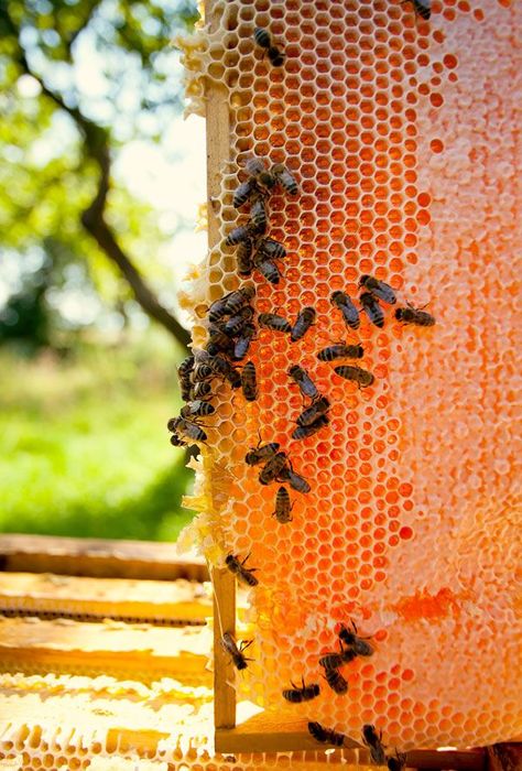 . Backyard Bee, Beekeeping For Beginners, Raising Bees, Mother Earth Living, Backyard Beekeeping, I Love Bees, Birds And The Bees, Bee Keeper, Hobby Farms