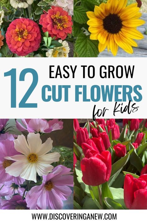 Looking to start a cut flower garden this year with your kids. Here is a beginners guide for easy to grow flowers that will make lovely bouquets. How To Grow Cut Flowers, Starting Cut Flower Garden, How To Plant A Cut Flower Garden, Beginner Cut Flower Garden Layout, Cut Flower Garden For Beginners, Flower Garden For Beginners, Easiest Cut Flowers To Grow, Flowers For Kids, Easy To Grow Flowers