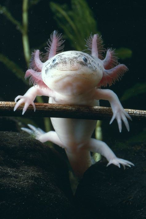 MEXICAN AXOLOTL. Silly salamander -  The axolotl is native to the freshwater channels and deep lakes of central Mexico.  Axolotis never actually undergo complete metamorphosis, so they remain in their larval state for their whole lives. They also have the ability to completely regenerate any limb.  This little water critter is part of an incredibly small surviving wild population Cool Sea Creatures, Axolotl Cute, Deep Sea Creatures, Water Animals, Beautiful Sea Creatures, Underwater Creatures, Underwater Life, Reptiles And Amphibians, Ocean Creatures