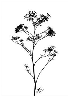 Baby's breath Plant Silhouette, Autumn Drawing, Grass Silhouette, Black And White Nature, Summer Nature Photography, Nature Tattoo, White Nature, Nature Tattoos, Baby's Breath