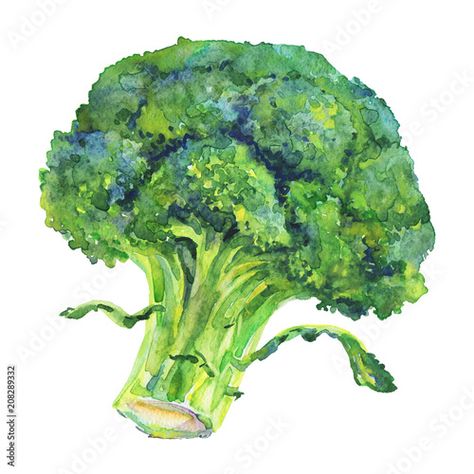 Broccoli Art, Broccoli Drawing, Vegetable Drawing, Watercolor Fruits, Bunny Sketches, Watercolor Food Illustration, Vegetable Painting, Vegetable Illustration, Cooking Book