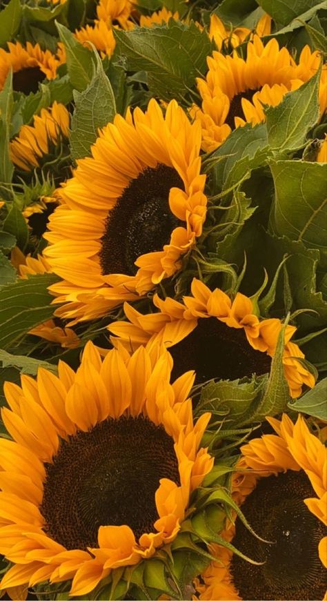 Brown And Yellow Aesthetic, Yellow And Brown Aesthetic, Sunflower Yellow Aesthetic, Yellow Brown Aesthetic, Sunflowers Aesthetic, Sunflower Images, Sunflower Photography, Sunflowers And Daisies, Helianthus Annuus