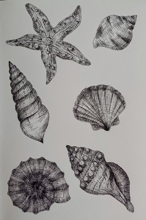 Drawing, sketch, seashells, shells Mark Making Examples, Natural Form Drawing Ideas, Shell With Pearl Drawing, Easy Shell Drawing, Mark Making Art Ideas, Shells Drawings, How To Draw Seashells, Seashells Drawing, Seashell Sketch