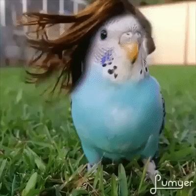 via GIPHY Silly Birds, Love Birds Pet, Funny Bird Pictures, Budgies Bird, Funny Parrots, Bird Gif, Funny Animal Photos, Funny Birds, Parakeets