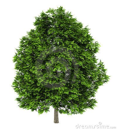 Green Ash Tree, Ash Tree, Green Ash, Tree Images, Evergreen Trees, Deciduous Trees, Tree Of Life, Garden Plants, Stock Photography