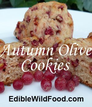 Autumn olive berries give cookies a bit of "wild" that results in an explosion of flavour! #cookies #autumnolive #berries #recipes Autumn Olive Berry Recipes, Autumn Olive Jelly, Autumn Olive Recipes, Forage Recipes, Fall Foraging, Farm Cooking, Autumn Olive, Food Foraging, Wild Foraging