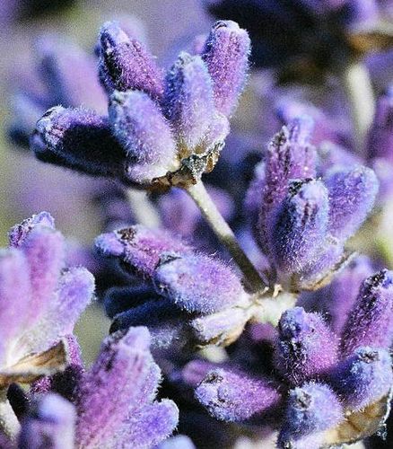 Lavender close up - Mayfield Lavender | Flickr - Photo Sharing! Lavenders Blue Dilly Dilly, Lavender Cottage, Flowers Lavender, Dilly Dilly, Flower Close Up, Lavender Garden, Lavender Plant, Lovely Lavender, Lilac Lavender