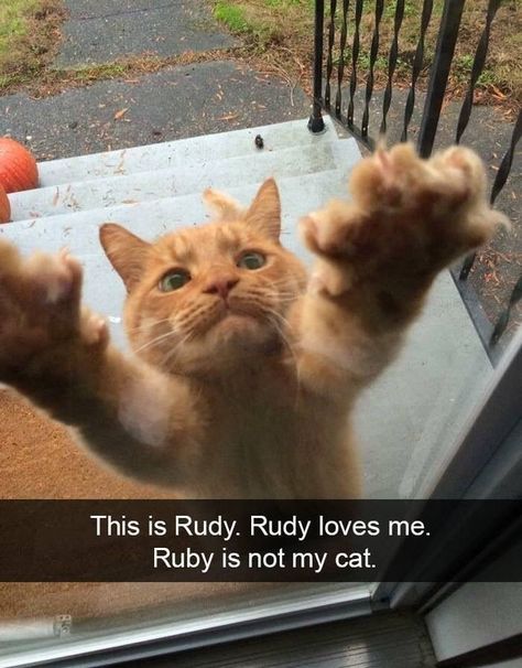 Cute Cat Gif, Funny Cat Memes, Funny Animal Memes, Orange Cat, Silly Cats, Funny Animal Pictures, Animal Memes, Cute Funny Animals, Cat Pics