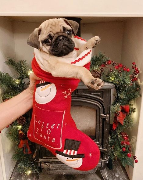 16 Pugs Who Are Ready for Christmas | PetPress Holiday Card Pictures, Dog Christmas Pictures, Cute Pug Puppies, Christmas Pug, Pug Christmas, Magical Tree, Dog Christmas Card, Christmas Dogs, Pug Mom