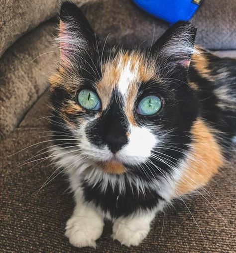 Calico Cat Hair Color, Calico Cat Heterochromia, Pretty Calico Cat, Diluted Calico Cat, Feline Anatomy, Diluted Calico Kitten, Calico Tortoiseshell Cat, Gorgeous Cats, Cat Icon