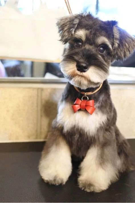 Schnauzer Breed, Schnauzer Grooming, Mini Schnauzer Puppies, Schnauzer Puppies, Miniature Schnauzer Puppies, Dog Haircuts, Schnauzer Puppy, Schnauzer Dogs, Mini Schnauzer