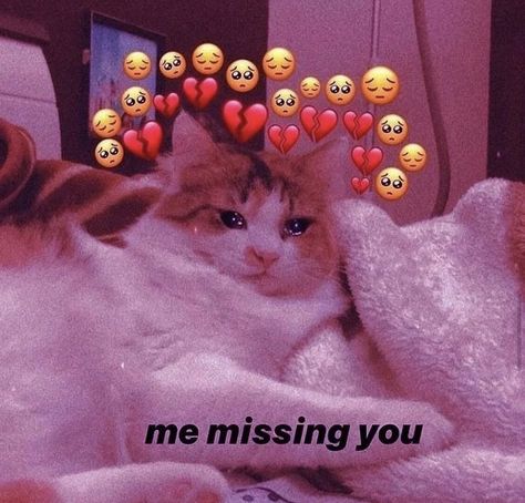 I Miss You Cute, I Love Someone, Cute Kitty, Love Pictures, I Miss You, I Missed, Cat Pics, Miss You, Cat Breeds