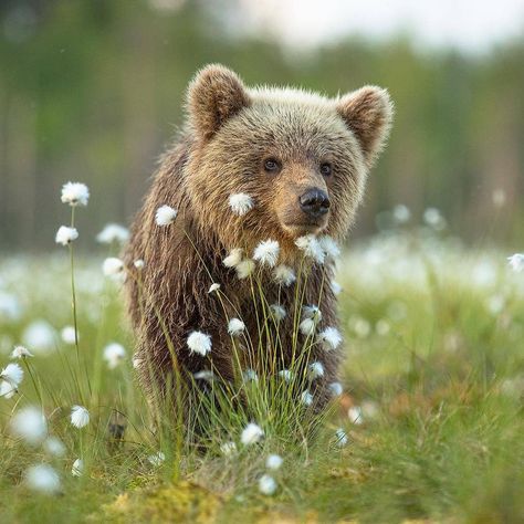 Brown Bear, Flowers, Green, White