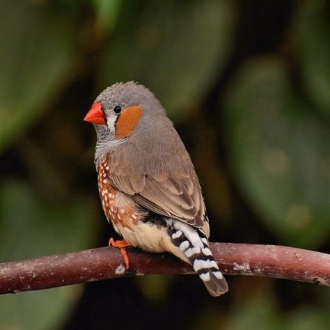 Bloedel Conservatory, Zebra Finches, Fat Dogs, Zebra Finch, Finches Bird, Bird Aviary, Bird Photos, Finches, Australian Birds