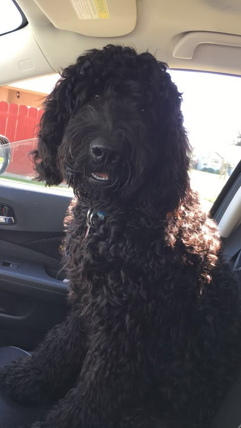 Black Labradoodle Haircut Style, Labradoodle Haircut Style, Black Golden Doodle, Black Doodle Dog, Labradoodle Black, Labradoodle Haircut, Labradoodle Grooming, Goldendoodle Black, Black Goldendoodle