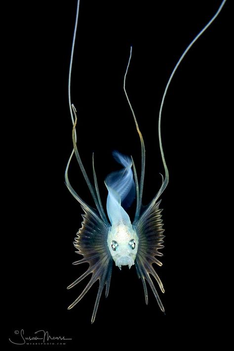 Bony-eared Assfish larva Mysterious Sea Creatures, Deep Sea Creatures, Fish Sculpture, Sea Animals, Deep Sea, Leg Tattoos, Sea Creatures, Aesthetic Photography, Image Types